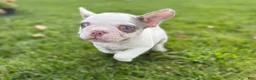 French Bulldog dogs for sale: French Bulldog 3 - Ad 16