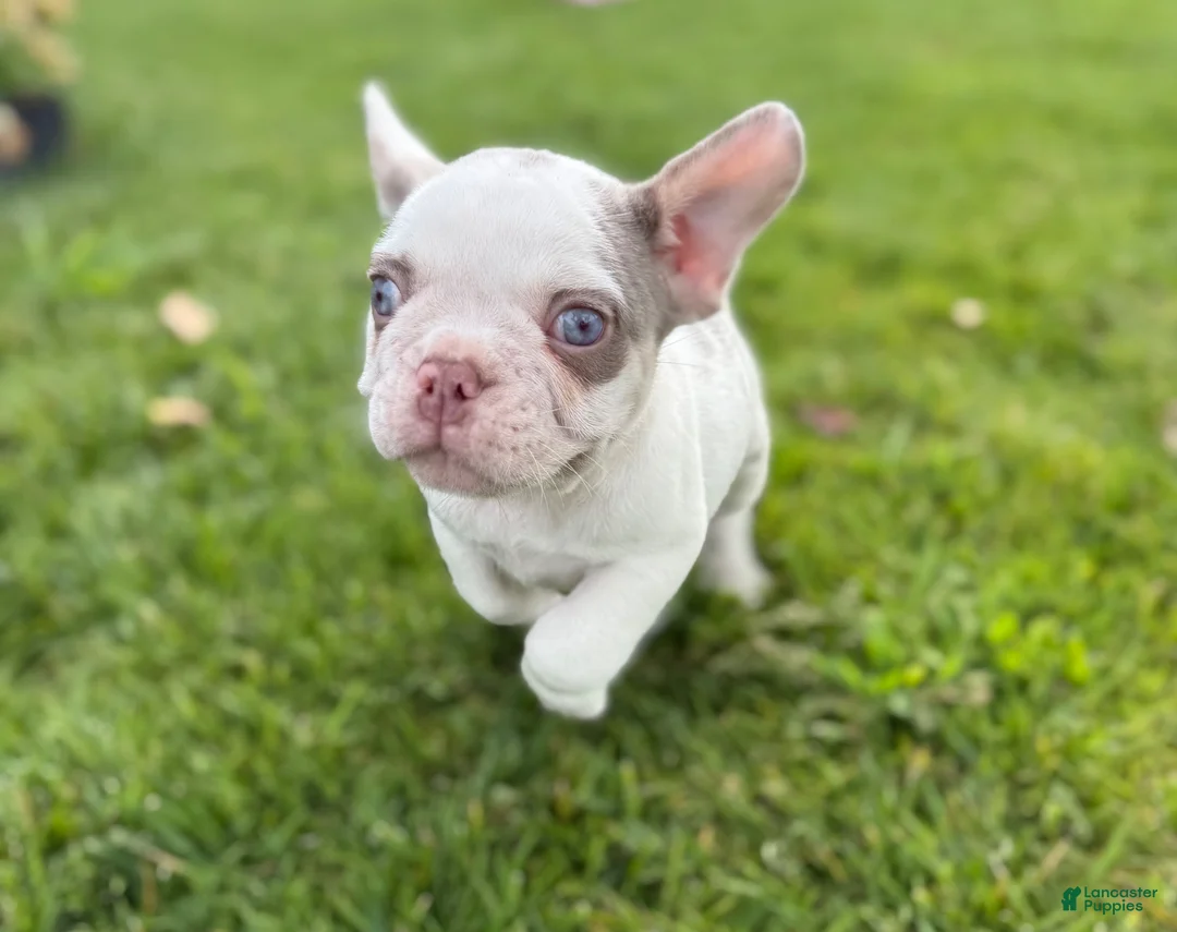 French Bulldog dogs for sale: French Bulldog 3 - Ad 16