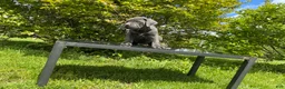 Cane Corso dogs for sale: Cane Corso Puppy 3 - Ad 3
