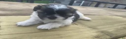 Shorkie dogs for sale: Precious - Ad 5