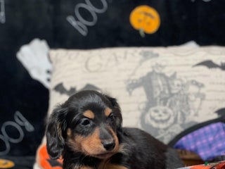 Miniature Dachshund dogs - Ad 1