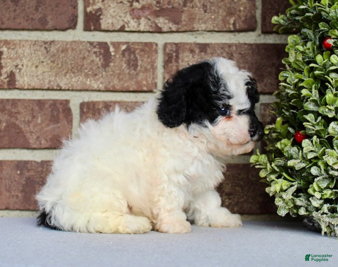 Miniature Poodle dogs for sale: Buddy - Ad 6