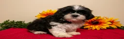 Shih Tzu dogs for sale: Theo - Ad 3