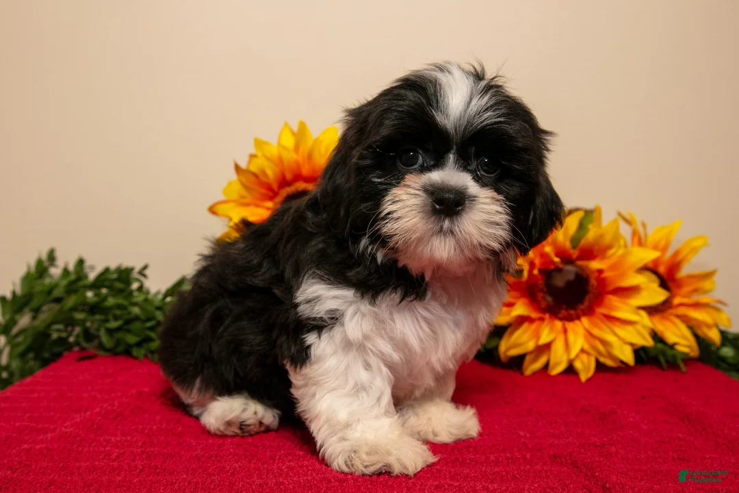 Shih Tzu dogs for sale: Theo - Ad 3