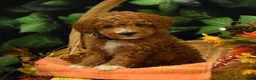 Miniature Poodle dogs for sale: Goldie - Ad 3
