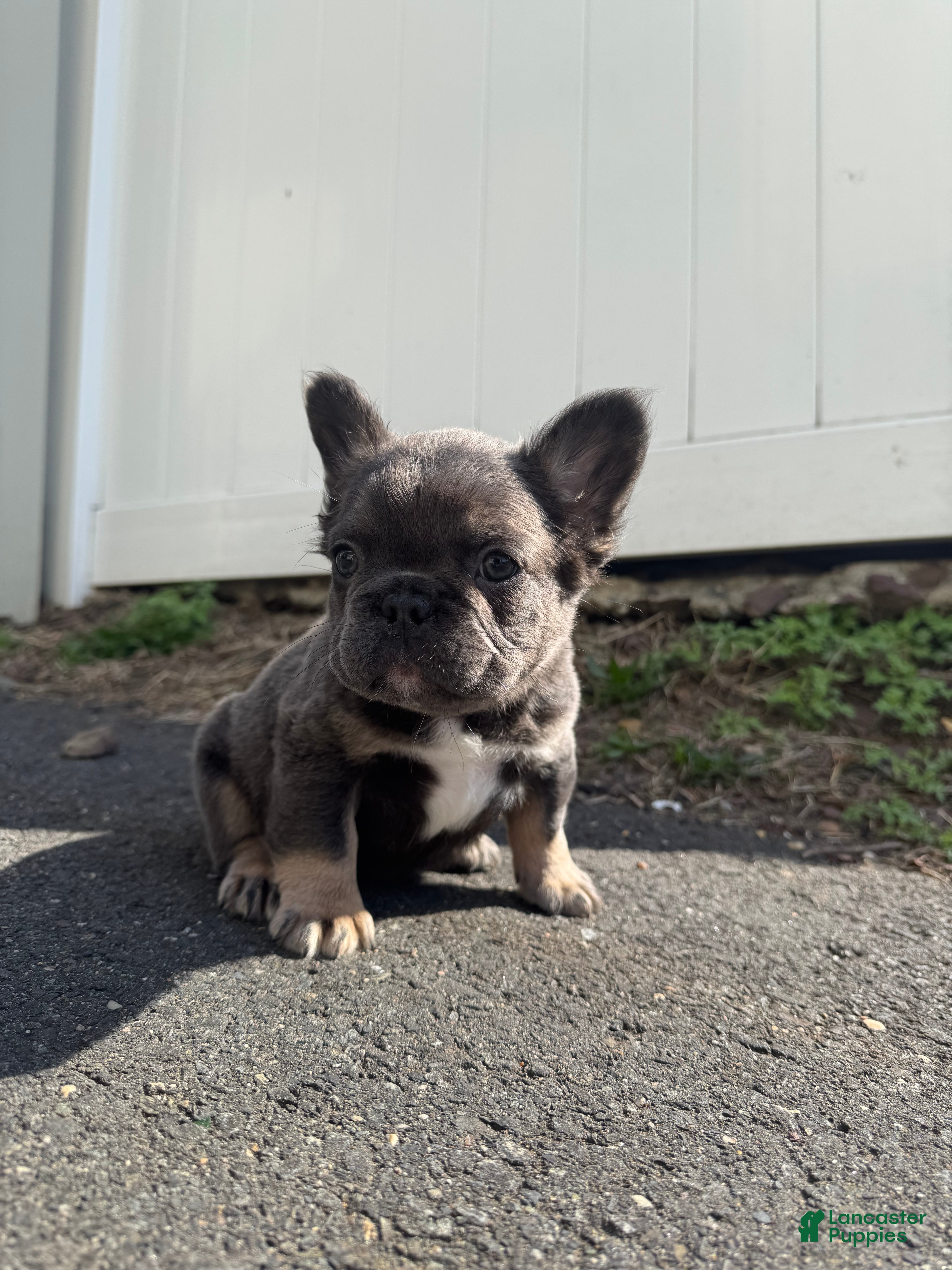 French Bulldog dogs Teddy - Ad 2