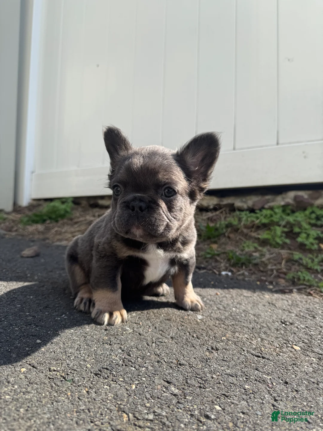 French Bulldog dogs for sale: Teddy - Ad 2