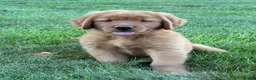 Golden Retriever dogs for sale: Rocco - Ad 1