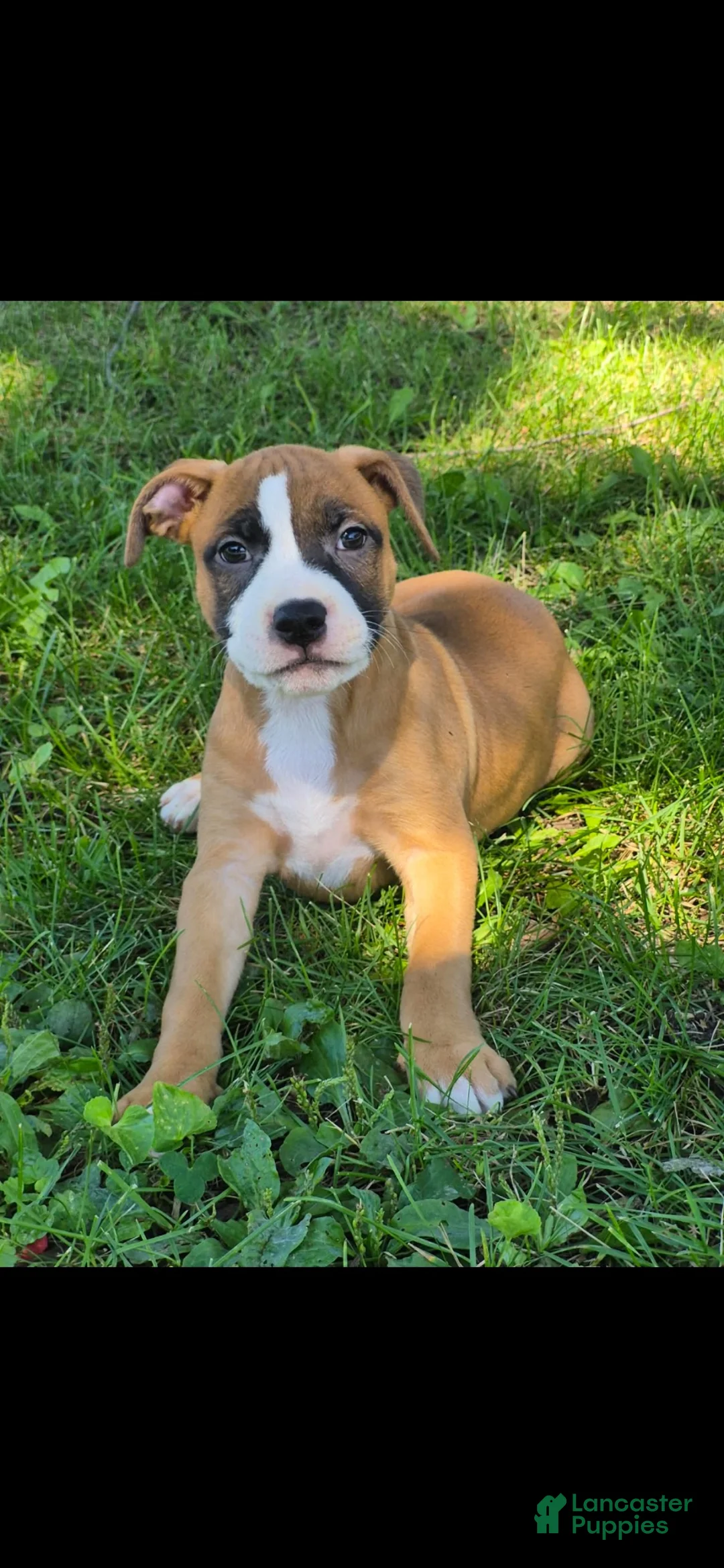 American Bully dogs for sale: American Bully 1 - Ad 4
