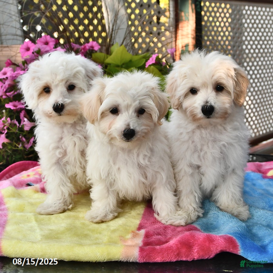 Maltipoo Puppies for sale under $400 Lancaster Puppies