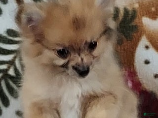 Pomeranian dogs Penelope - Ad 34