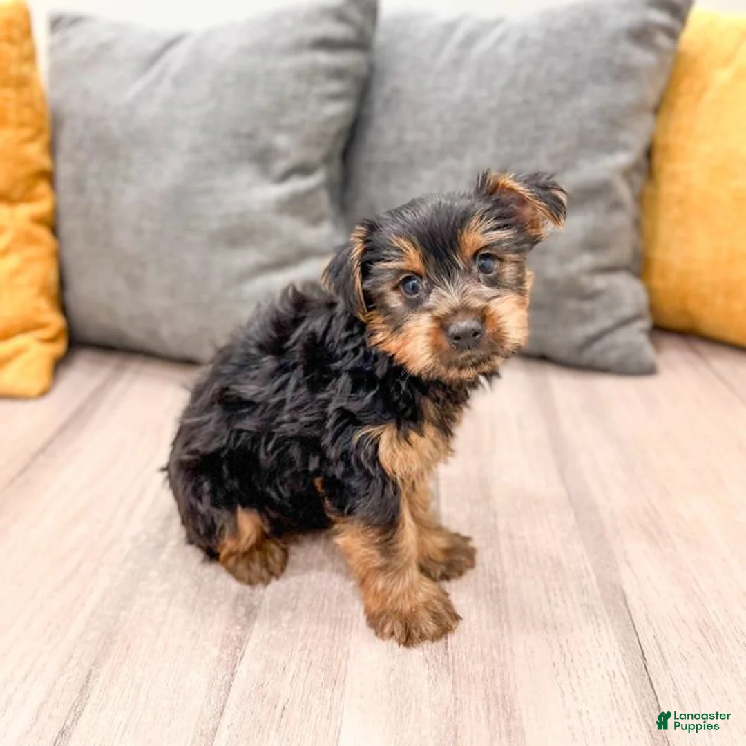 Yorkshire Terrier dogs for sale: Jasper - Ad 2