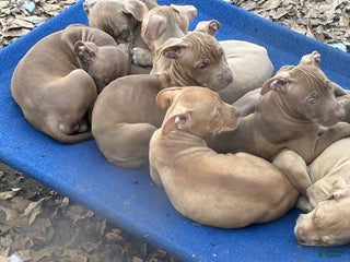 American Pit Bull Terrier dogs American Pit Bull Terrier Puppy 7 - Ad 11