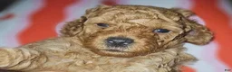 Toy Poodle dogs for sale: Toy Poodle 3 - Ad 26