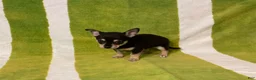 Chihuahua dogs for sale: Owen - Ad 6