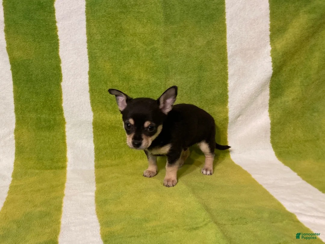 Chihuahua dogs for sale: Owen - Ad 6
