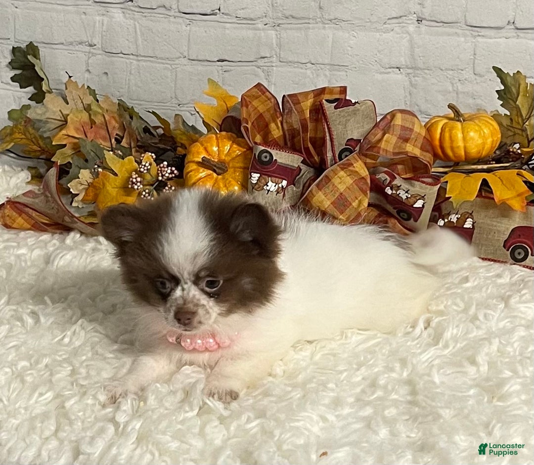Chihuahua dogs for sale: Chihuahua Puppy 1 - Ad 10