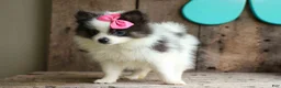 Pomeranian dogs for sale: Estella🎀 - Ad 6