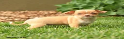 Chihuahua dogs for sale: Juliet - Ad 2