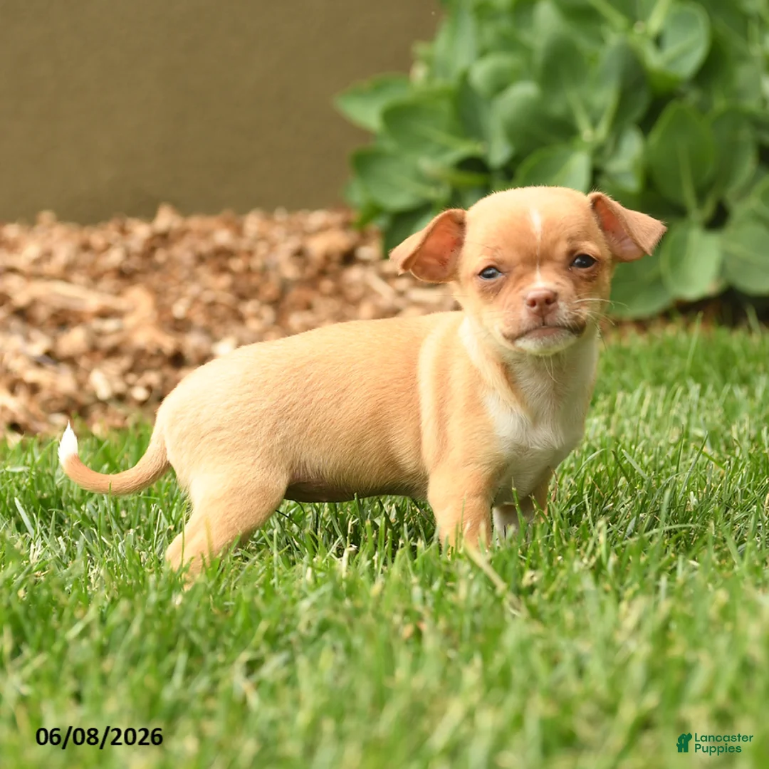 Chihuahua dogs for sale: Juliet - Ad 2