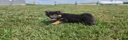 Shiba Inu dogs for sale: Oliver - Ad 2
