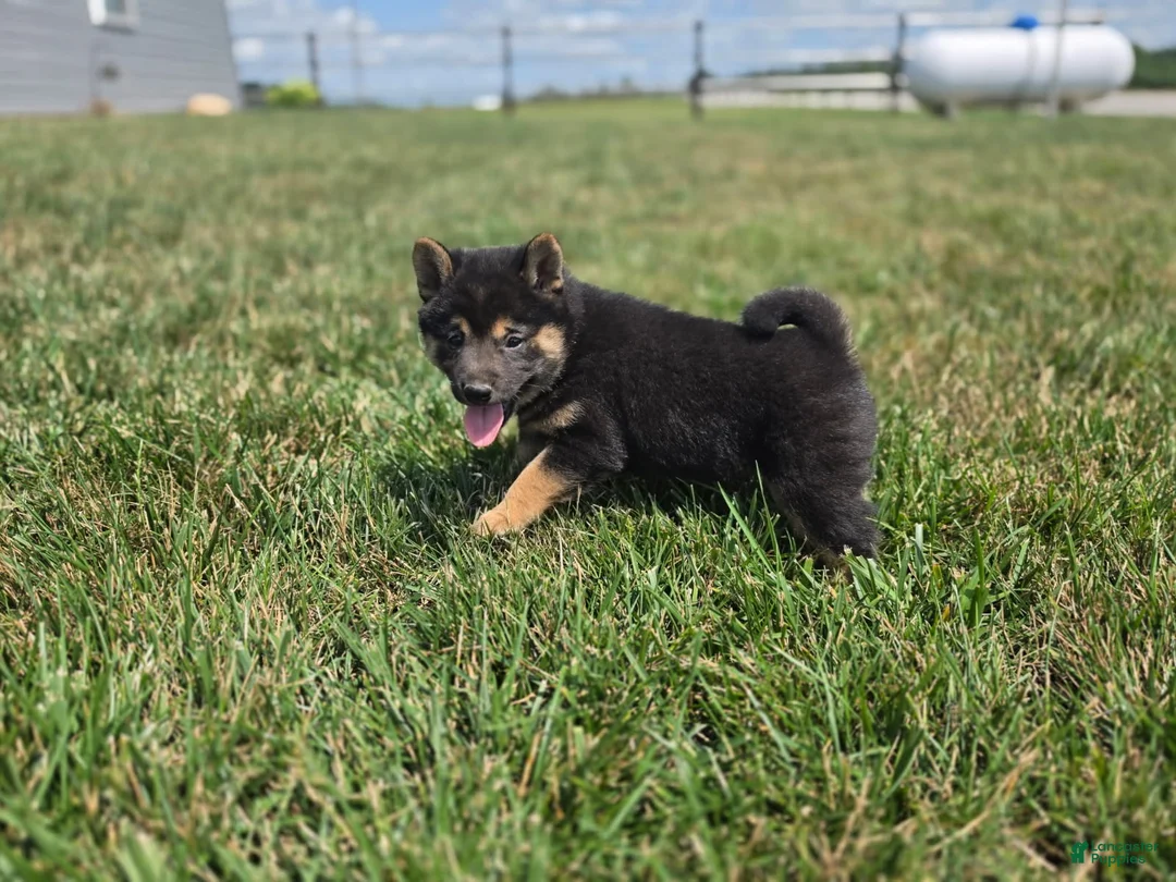 Shiba Inu dogs for sale: Oliver - Ad 2