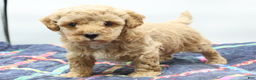 Toy Poodle dogs for sale: Apricot Boy - Ad 6