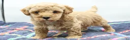 Toy Poodle dogs for sale: Apricot Boy - Ad 6