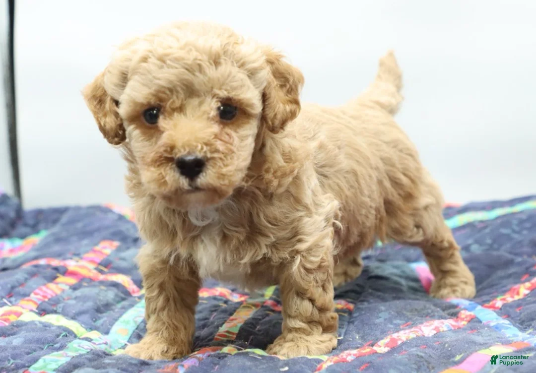 Toy Poodle dogs for sale: Apricot Boy - Ad 6
