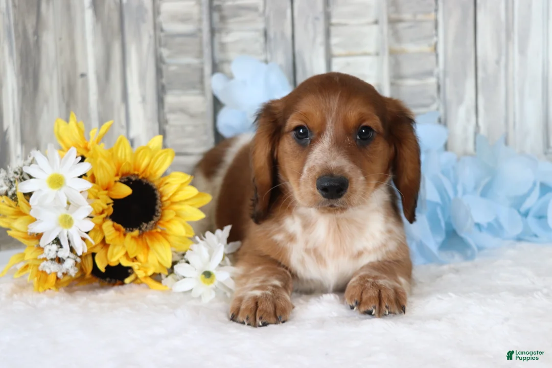 Dachshund dogs for sale: Samson  - Ad 4