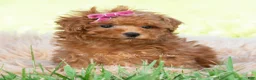 Maltipoo dogs for sale: summer - Ad 2