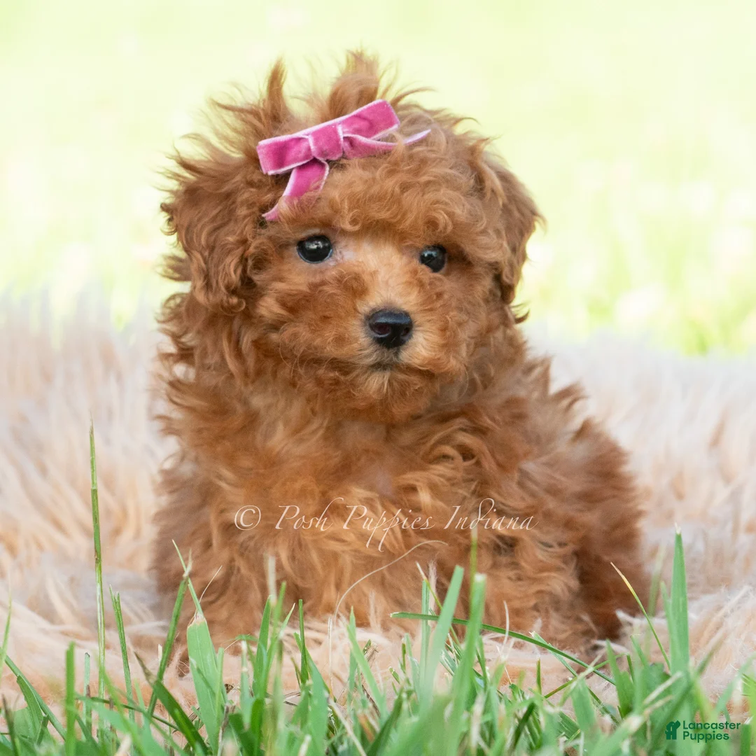 Maltipoo dogs for sale: summer - Ad 2