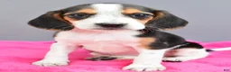 Beagle dogs for sale: Dixie - Ad 7