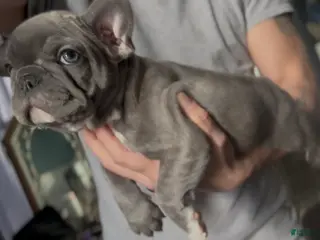 French Bulldog dogs for sale: Pip - Ad 4