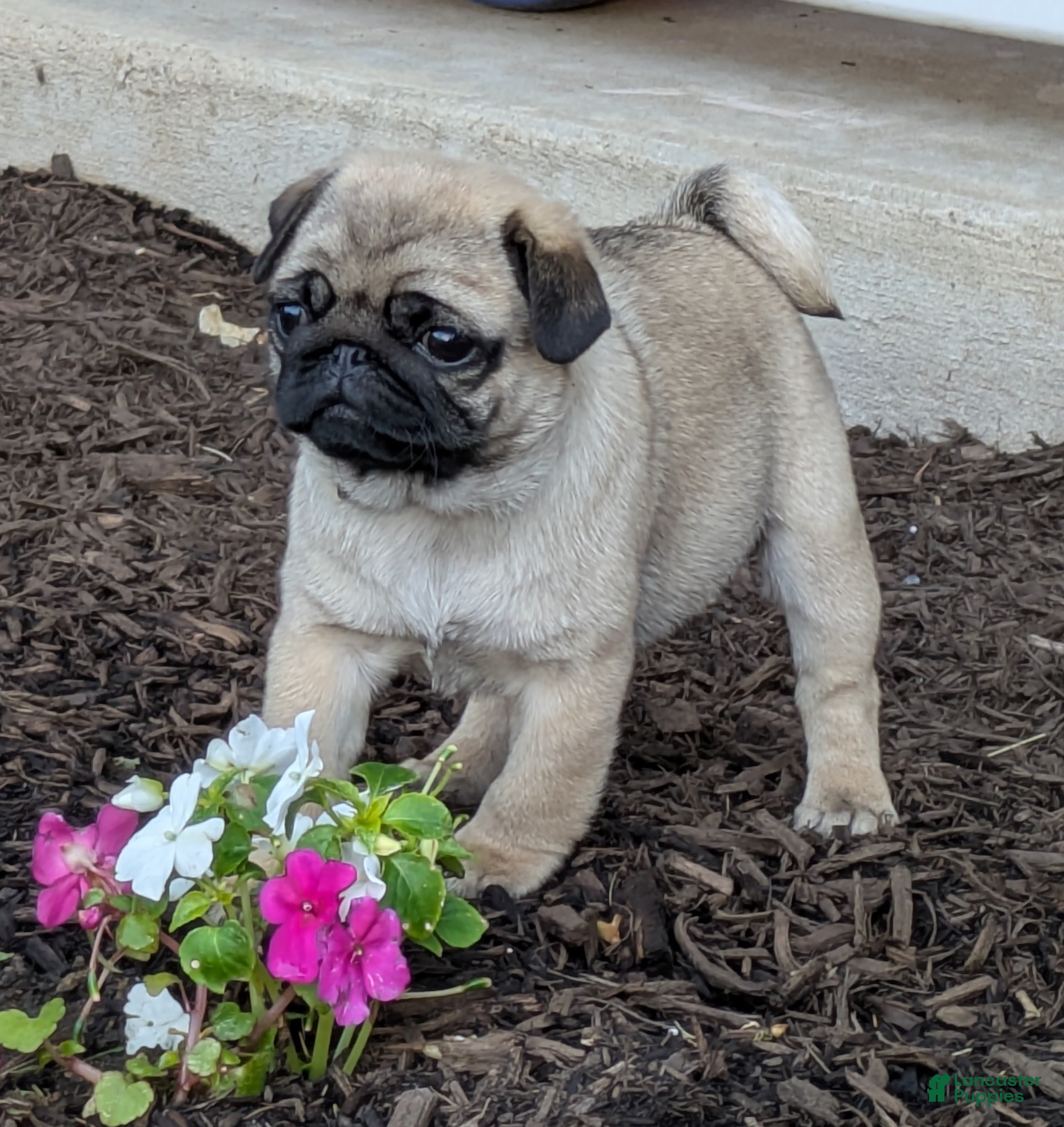 Pug dogs Pug Puppy 3 - Ad 2