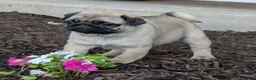 Pug dogs for sale: Pug Puppy 3 - Ad 2