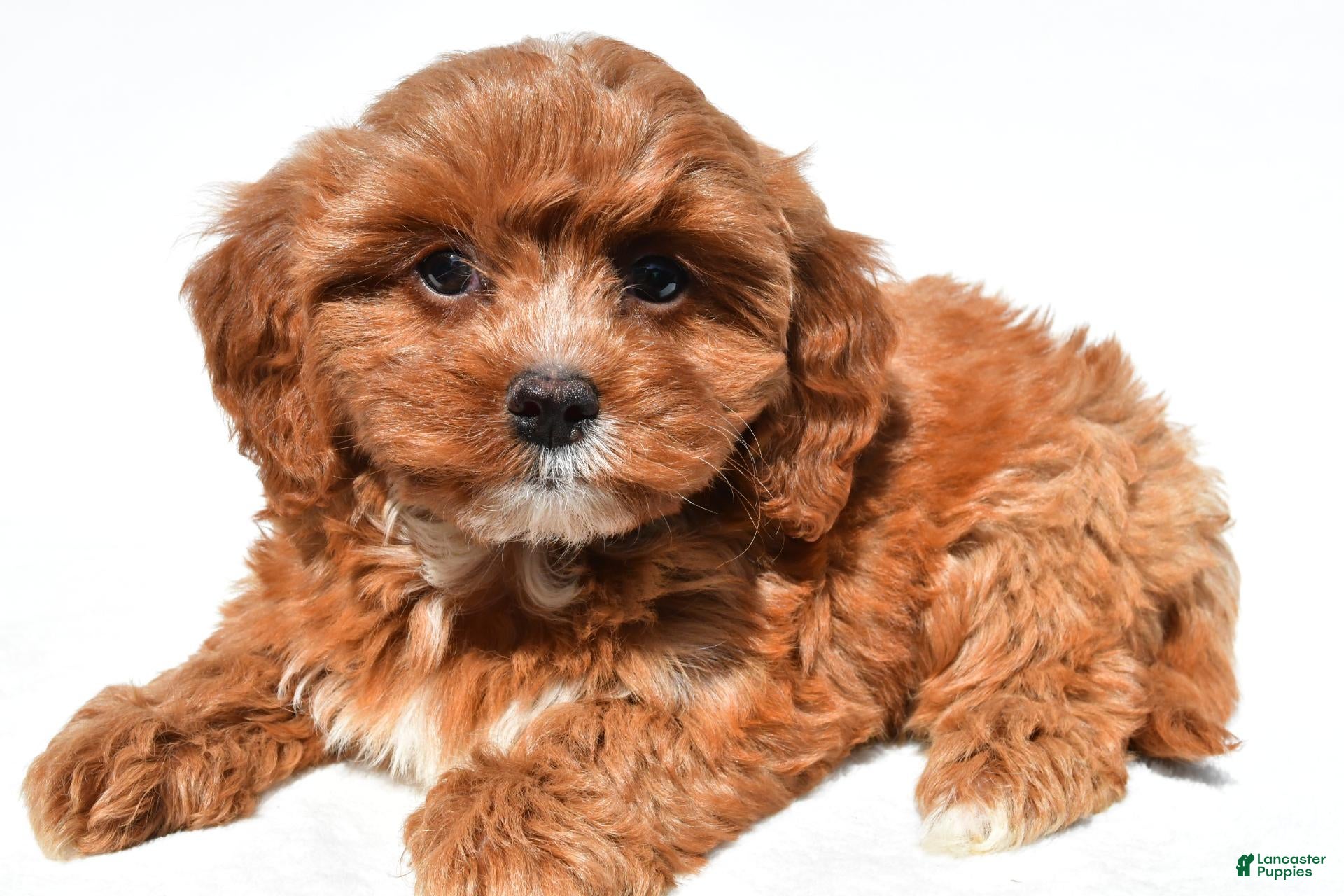 Cavapoo dogs Jessie - Ad 2