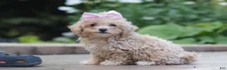 Maltipoo dogs for sale: Lilly - Ad 6