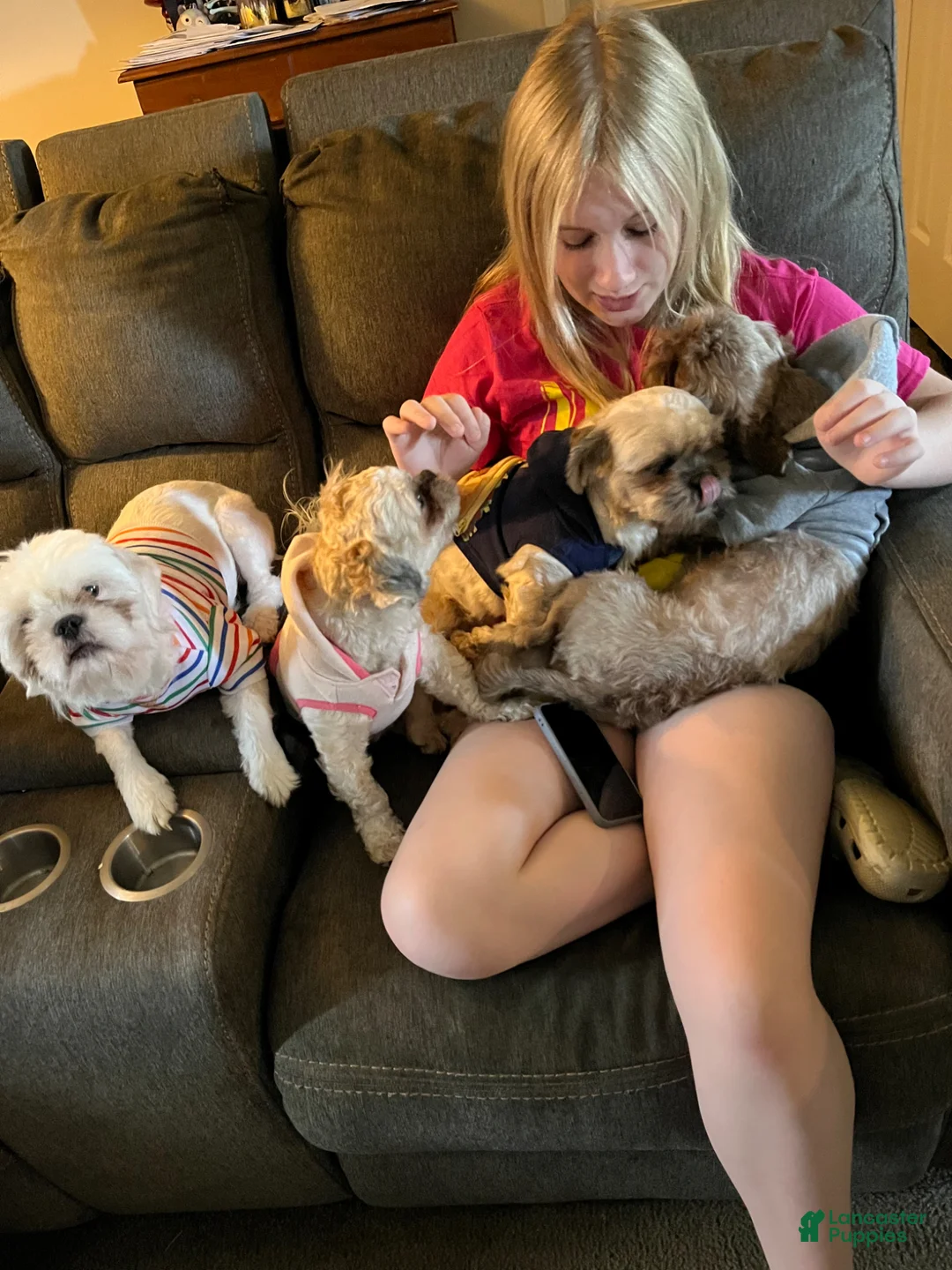 Shorkie dogs for sale: Shorkie Puppy 3 - Ad 3