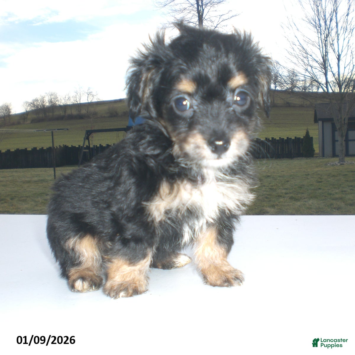 Yorkiepoo dogs Angie - Ad 20