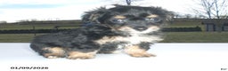 Yorkiepoo dogs for sale: Angie - Ad 7