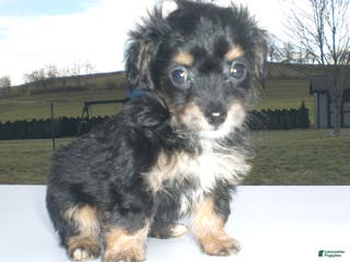 Yorkiepoo dogs Angie - Ad 20