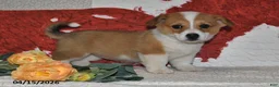 Welsh Corgi Pembroke dogs for sale: Juliet - Ad 9