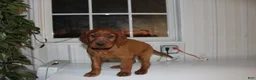 Mixed Breed dogs for sale: Mixed Breed Puppy 4 - Ad 2