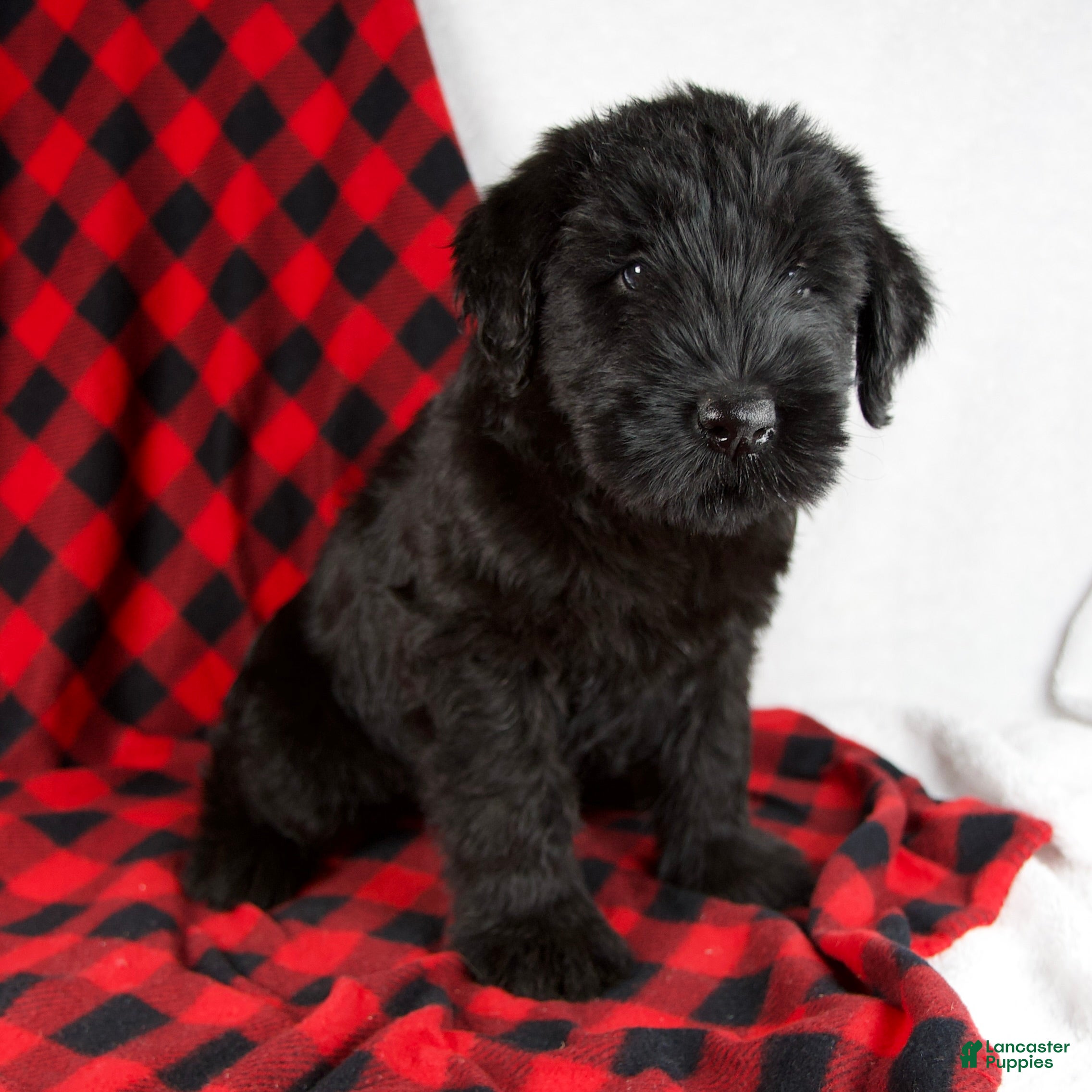 Giant Schnauzer dogs Alyssa - Ad 7