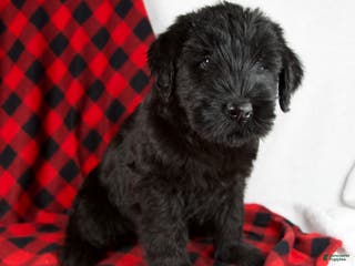 Giant Schnauzer dogs Alyssa - Ad 7