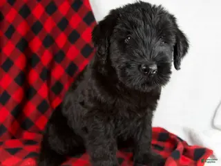 Giant Schnauzer dogs Alyssa - Ad 3
