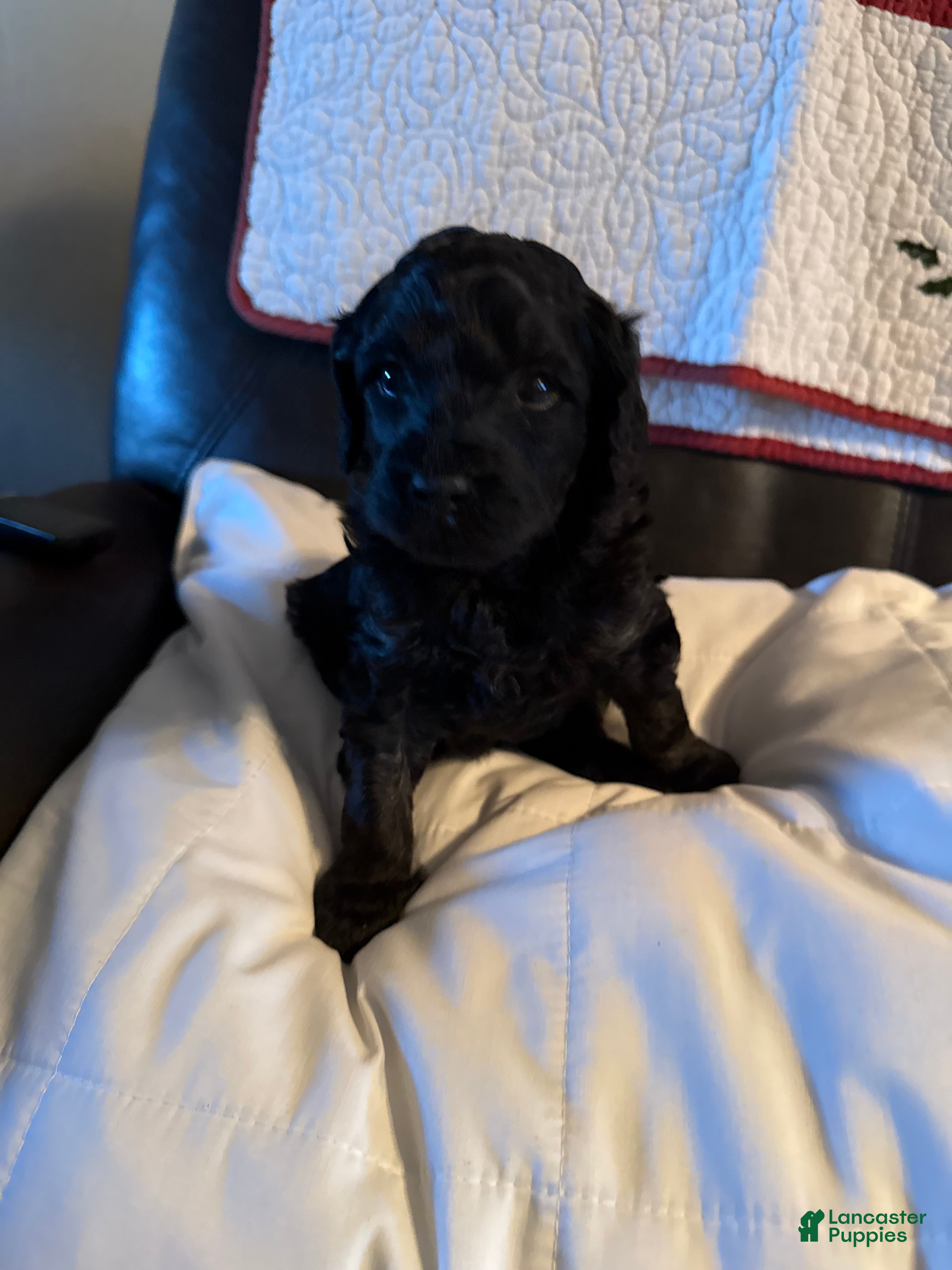 Mini Goldendoodle dogs Mini Goldendoodle Puppy 2 - Ad 16