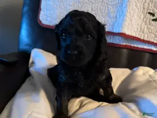 Mini Goldendoodle dogs Mini Goldendoodle Puppy 2 - Ad 16