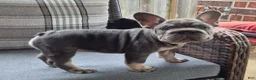 French Bulldog dogs for sale: Juju Big Rope Fluffy Carrier - Ad 4
